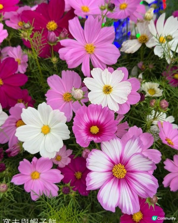 香港好去處 | 賞花 | 2026維園花展(3) | 大波斯菊