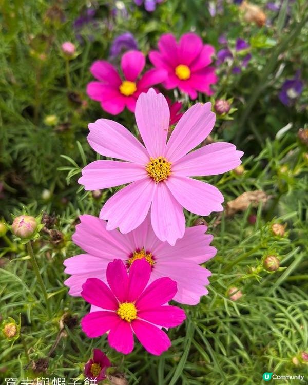 香港好去處 | 賞花 | 2026維園花展(3) | 大波斯菊