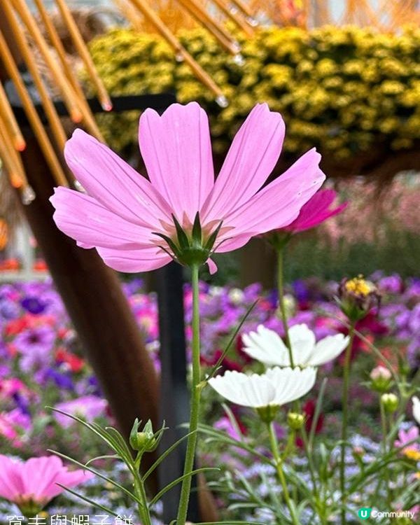 香港好去處 | 賞花 | 2026維園花展(3) | 大波斯菊