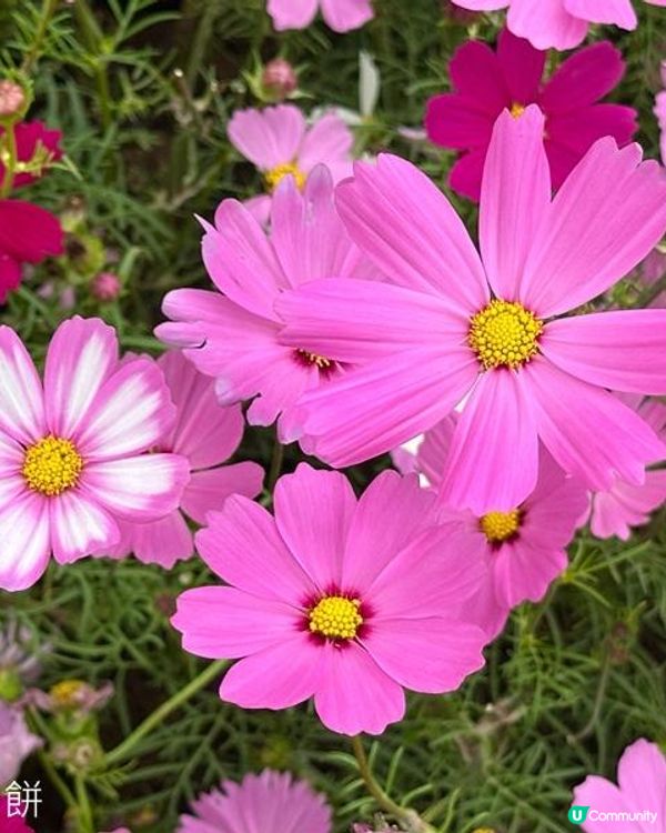 香港好去處 | 賞花 | 2026維園花展(3) | 大波斯菊