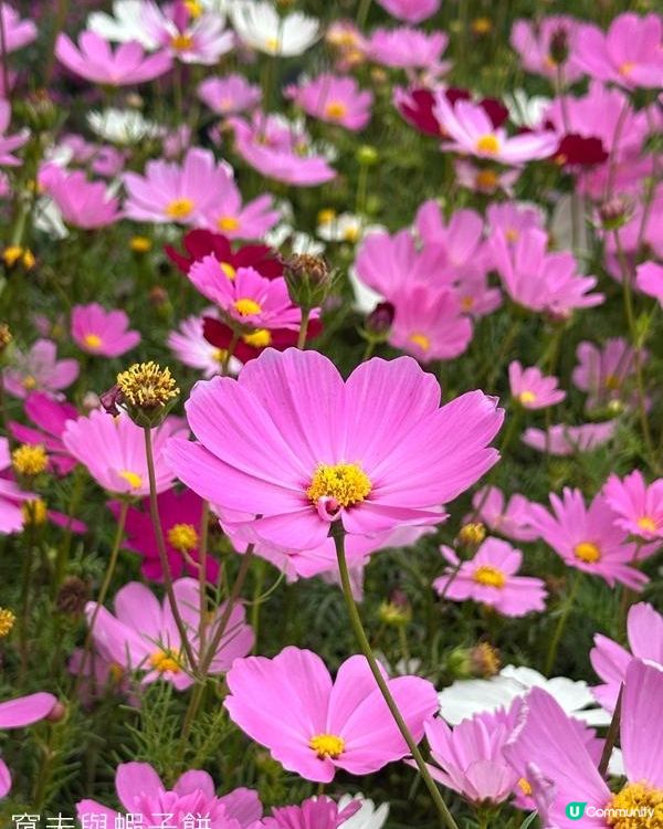 香港好去處 | 賞花 | 2026維園花展(3) | 大波斯菊