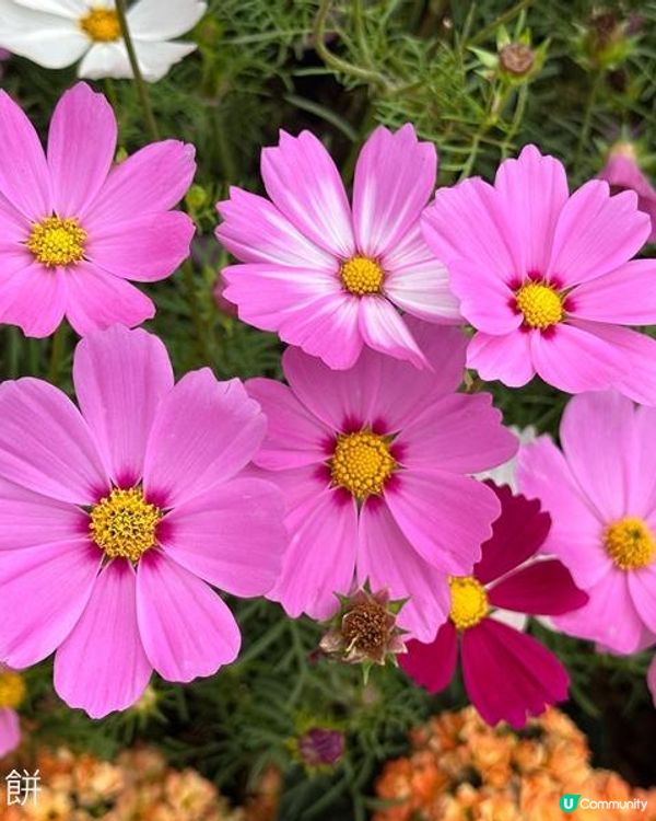 香港好去處 | 賞花 | 2026維園花展(3) | 大波斯菊