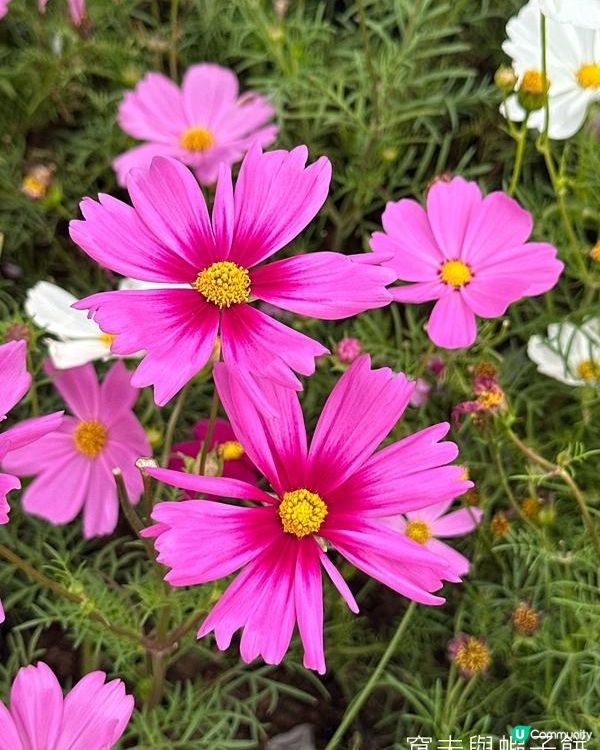 香港好去處 | 賞花 | 2026維園花展(3) | 大波斯菊