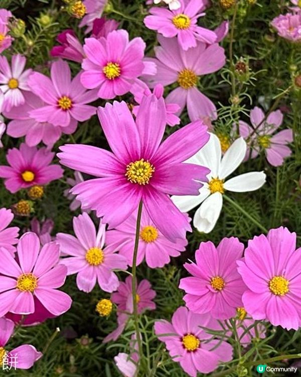 香港好去處 | 賞花 | 2026維園花展(3) | 大波斯菊