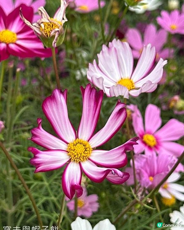 香港好去處 | 賞花 | 2026維園花展(3) | 大波斯菊