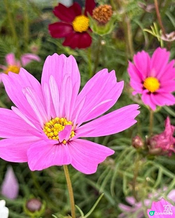 香港好去處 | 賞花 | 2026維園花展(3) | 大波斯菊