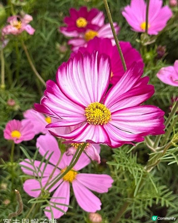 香港好去處 | 賞花 | 2026維園花展(3) | 大波斯菊