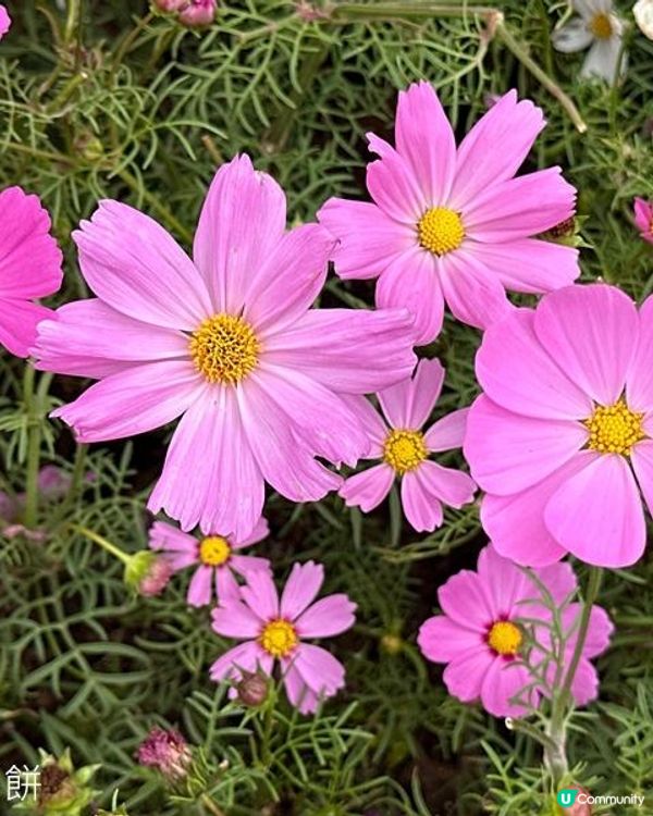 香港好去處 | 賞花 | 2026維園花展(3) | 大波斯菊