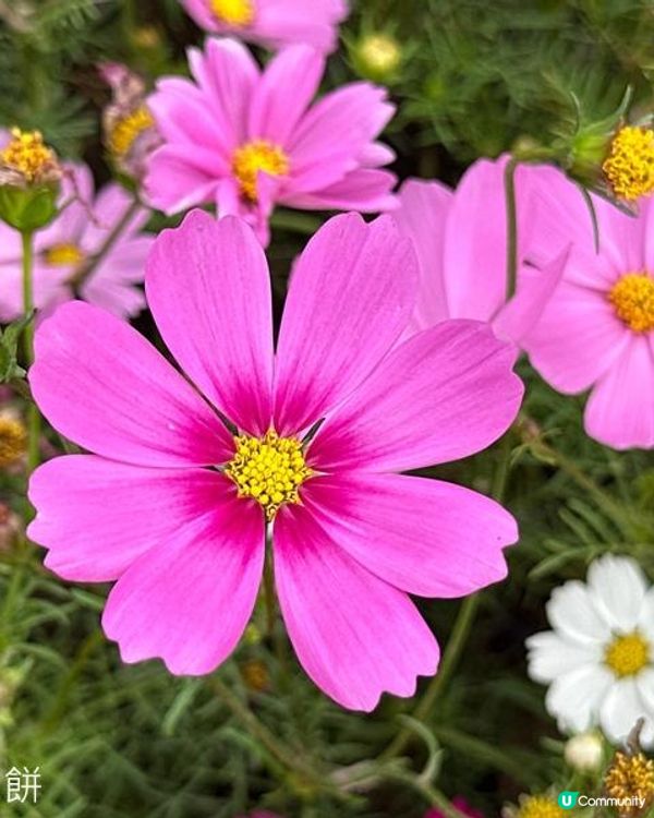 香港好去處 | 賞花 | 2026維園花展(3) | 大波斯菊