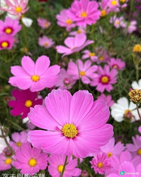 香港好去處 | 賞花 | 2026維園花展(3) | 大波斯菊