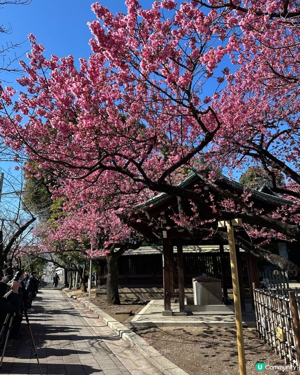 春天賞櫻打卡景點🌸