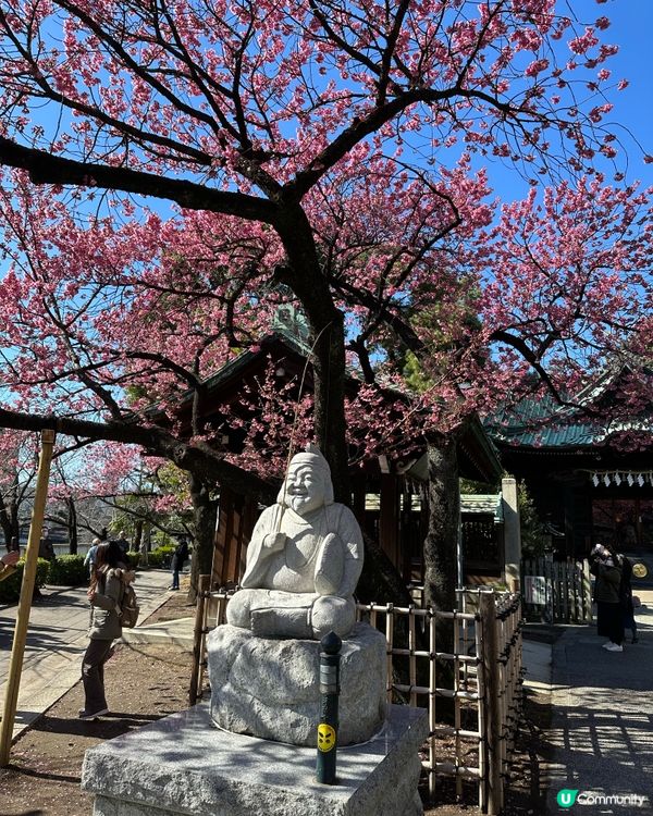 春天賞櫻打卡景點🌸