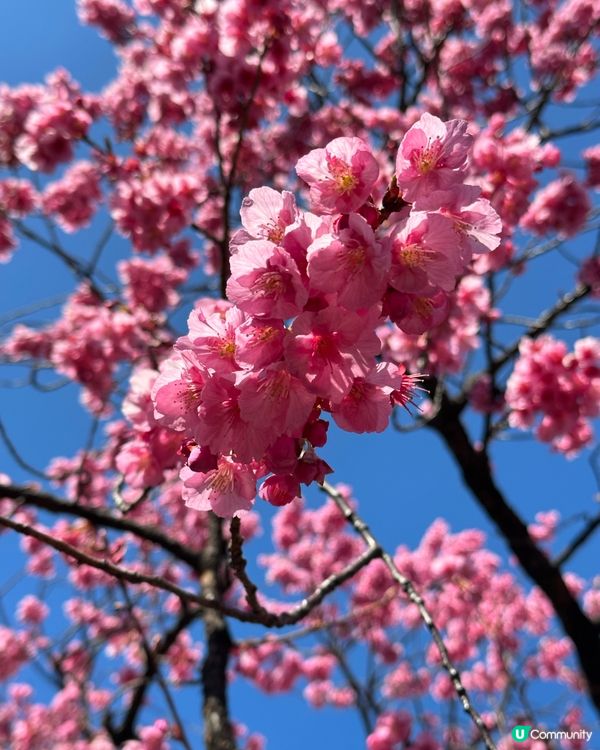 春天賞櫻打卡景點🌸