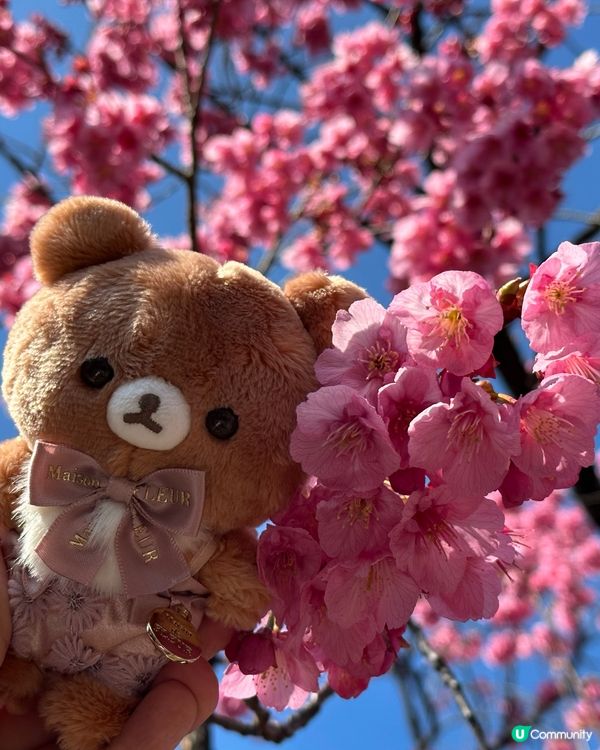 春天賞櫻打卡景點🌸