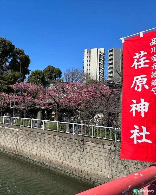 春天賞櫻打卡景點🌸