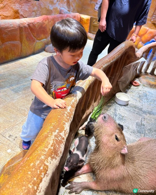 奇幻萌寵部落：探親萌寵之旅🐾🥰