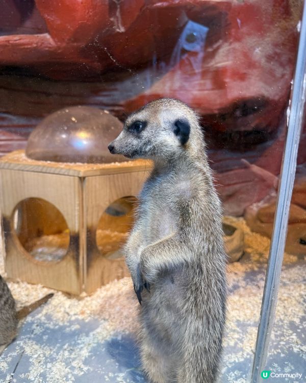 奇幻萌寵部落：探親萌寵之旅🐾🥰