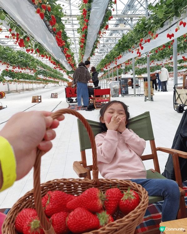 淡路島Strawberry Farm, 野餐 high te...