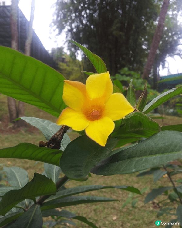 灣仔星街 看藍花楹，及香港公園 免費看各種動物及植物，大人小...
