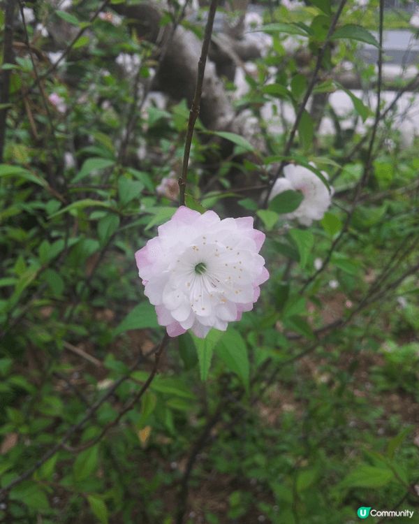 灣仔星街 看藍花楹，及香港公園 免費看各種動物及植物，大人小...
