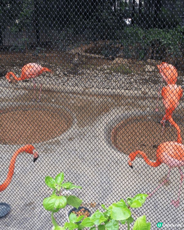 灣仔星街 看藍花楹，及香港公園 免費看各種動物及植物，大人小...
