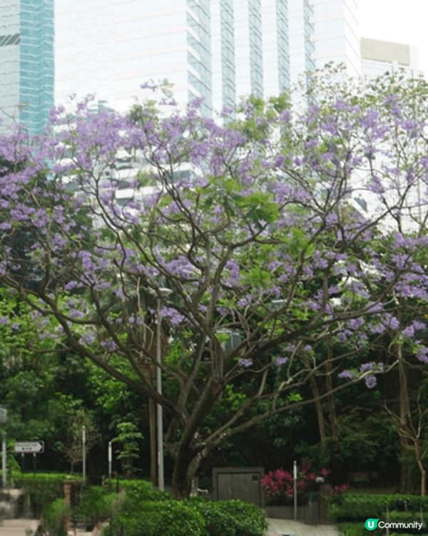 灣仔星街 看藍花楹，及香港公園 免費看各種動物及植物，大人小...