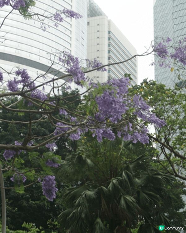 灣仔星街 看藍花楹，及香港公園 免費看各種動物及植物，大人小...