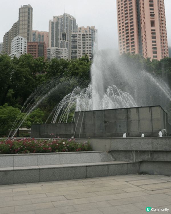 灣仔星街 看藍花楹，及香港公園 免費看各種動物及植物，大人小...