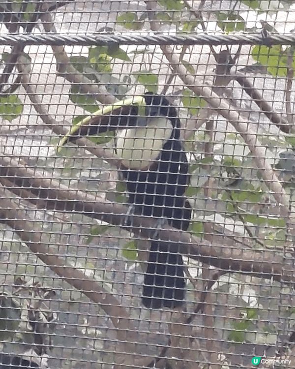 灣仔星街 看藍花楹，及香港公園 免費看各種動物及植物，大人小...