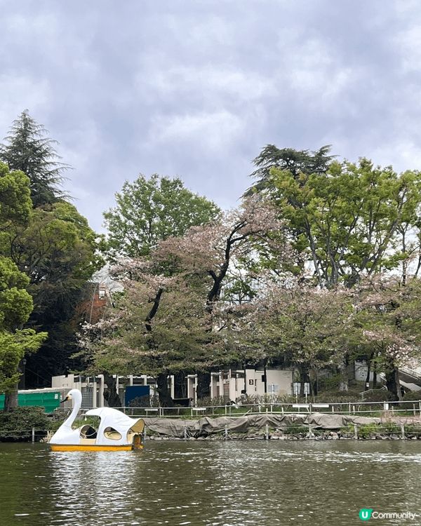 東京吉祥寺💮井之頭公園🌸