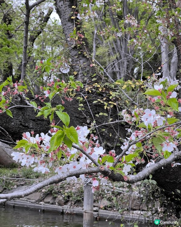東京吉祥寺💮井之頭公園🌸
