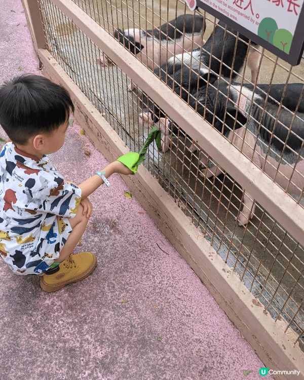仔仔平時最鐘意去動物園，餵各種唔同既動物。次次去親都唔捨得走...