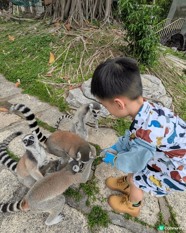 仔仔平時最鐘意去動物園，餵各種唔同既動物。次次去親都唔捨得走...