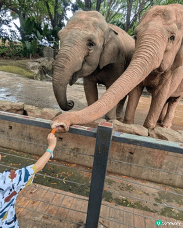 仔仔平時最鐘意去動物園，餵各種唔同既動物。次次去親都唔捨得走...