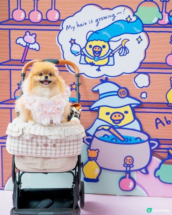 魔法小熊登陸！🐻✨😍