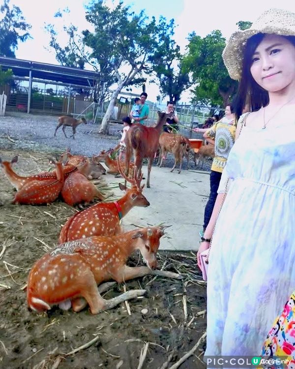 墾丁鹿境梅花鹿生態園區

