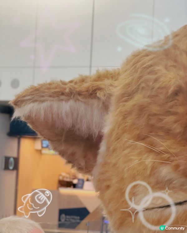 【喵!機場復活節限定巨貓來襲🐱✈️】  