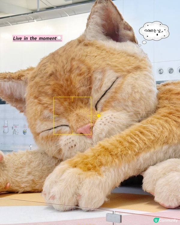 【喵!機場復活節限定巨貓來襲🐱✈️】  