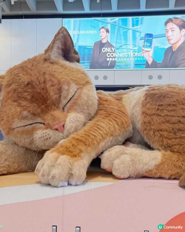【喵!機場復活節限定巨貓來襲🐱✈️】  