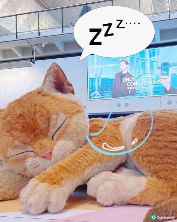 【喵!機場復活節限定巨貓來襲🐱✈️】  