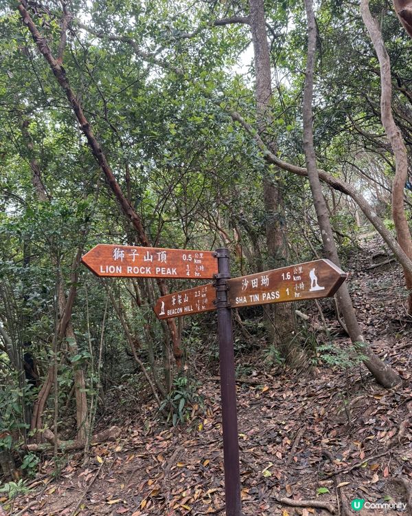 獅子山山頂見！溏心蛋獎勵 🤩🏆