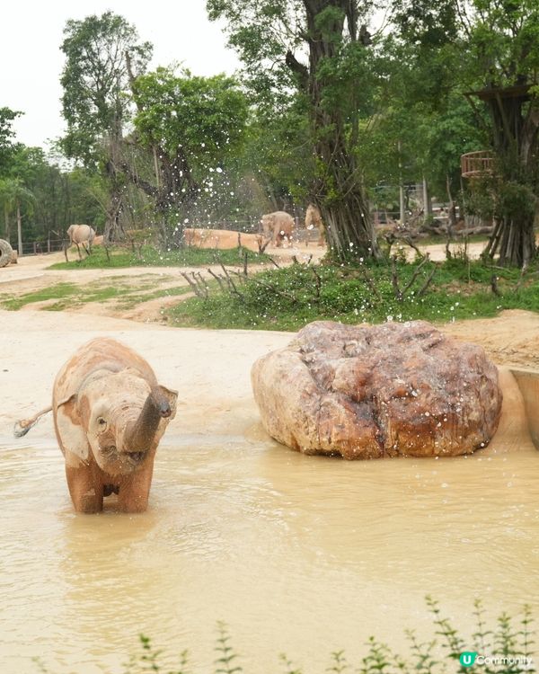 清遠長隆動物園🥳成團人一齊去🤣！