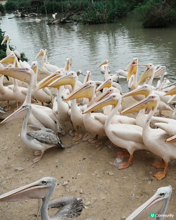 清遠長隆動物園🥳成團人一齊去🤣！