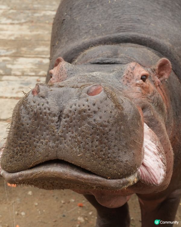 清遠長隆動物園🥳成團人一齊去🤣！