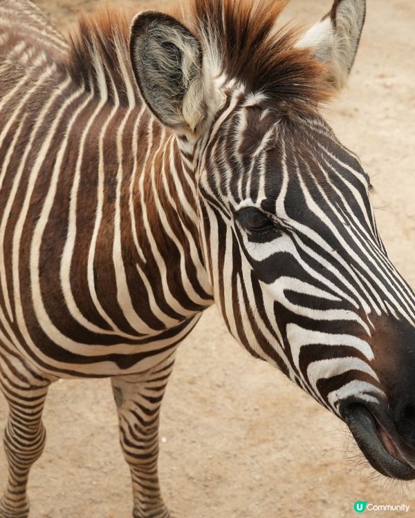 清遠長隆動物園🥳成團人一齊去🤣！