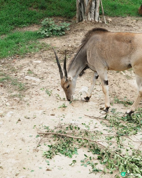 清遠長隆動物園🥳成團人一齊去🤣！