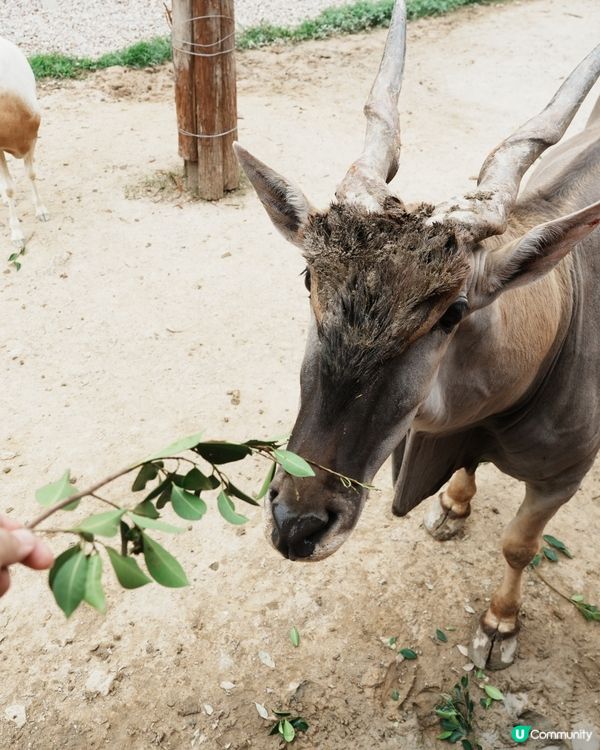 清遠長隆動物園🥳成團人一齊去🤣！