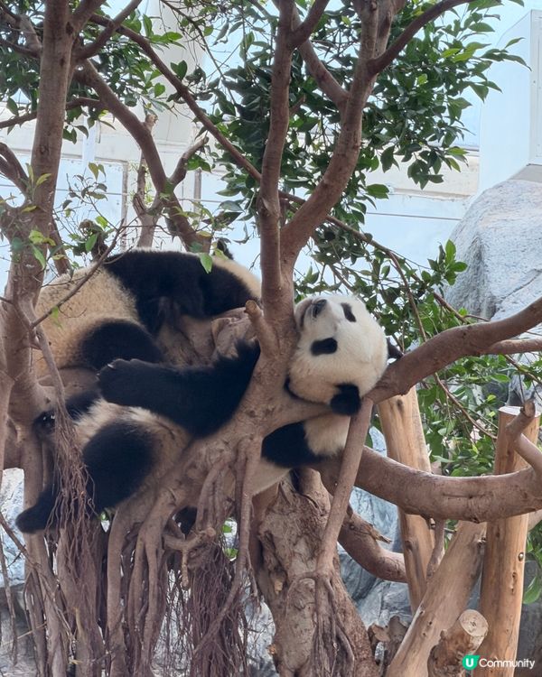 海洋公園 x Sanrio 蔚藍海洋之旅 🐼✨
