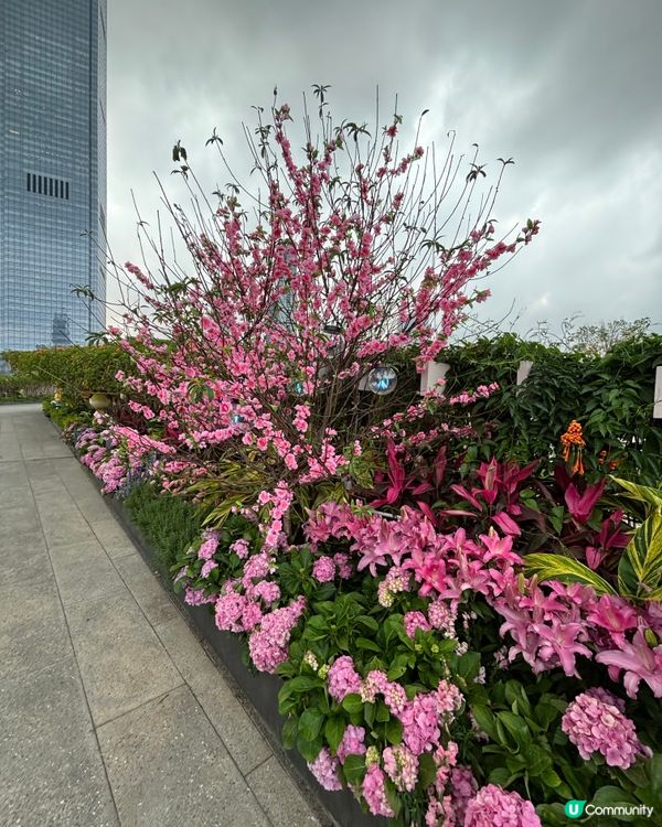 深圳筆架山花海 🌸 夢幻國度📸