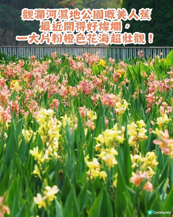深圳龍華區美人蕉盛放！4月正值最佳賞花期🌸附公園詳情及路線教學